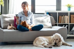 dogs and cat in living room